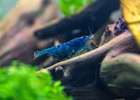 กุ้งเชอร์รี่สีน้ำเงินบนไม้ดริฟต์วูดในตู้ไม้น้ำ