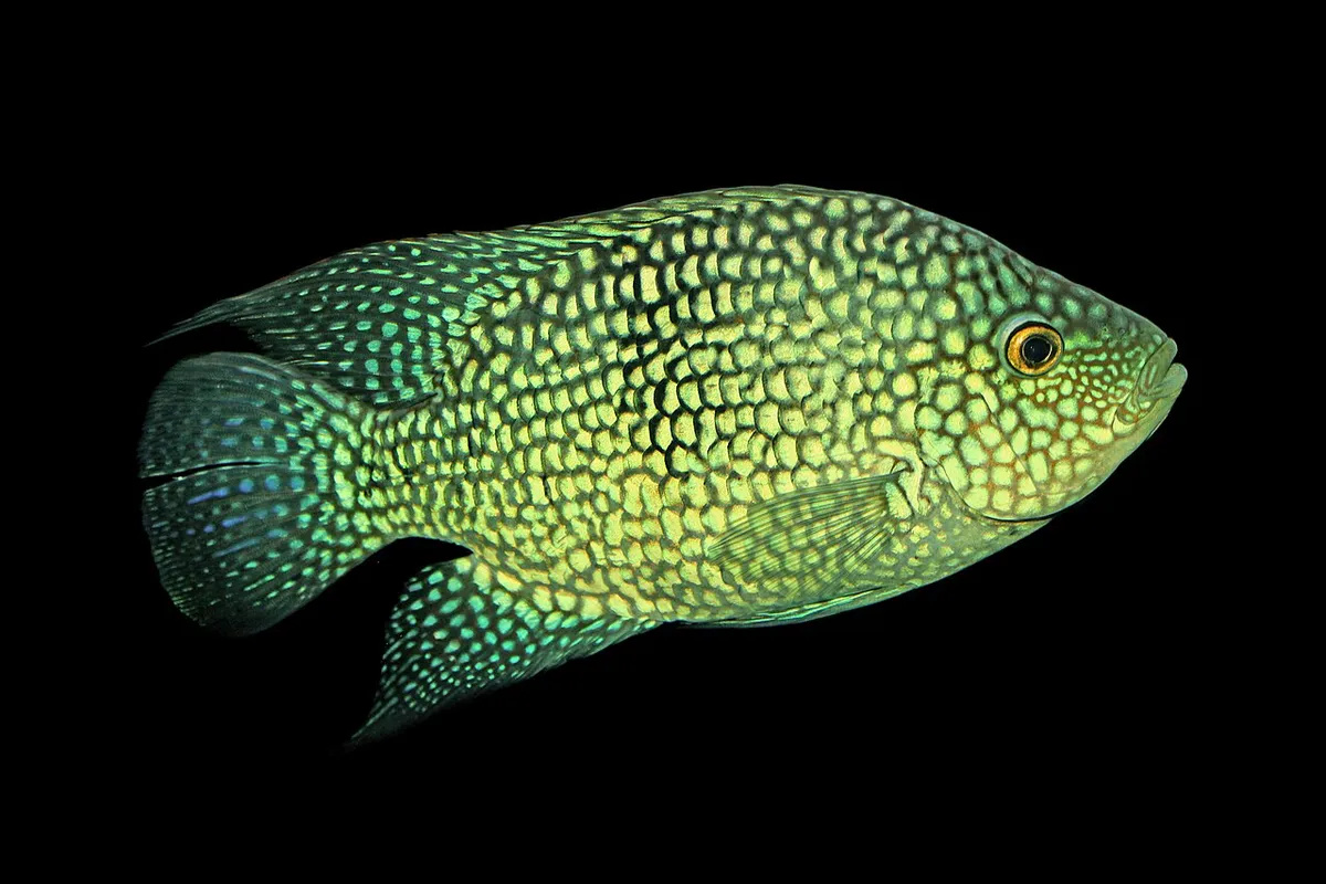 Green Texas, Herichthys carpintis