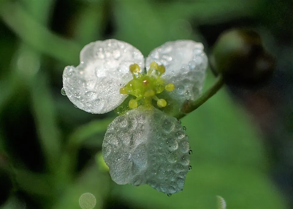 Cây chân vịt lùn Quadricostatus, Helanthium bolivianum