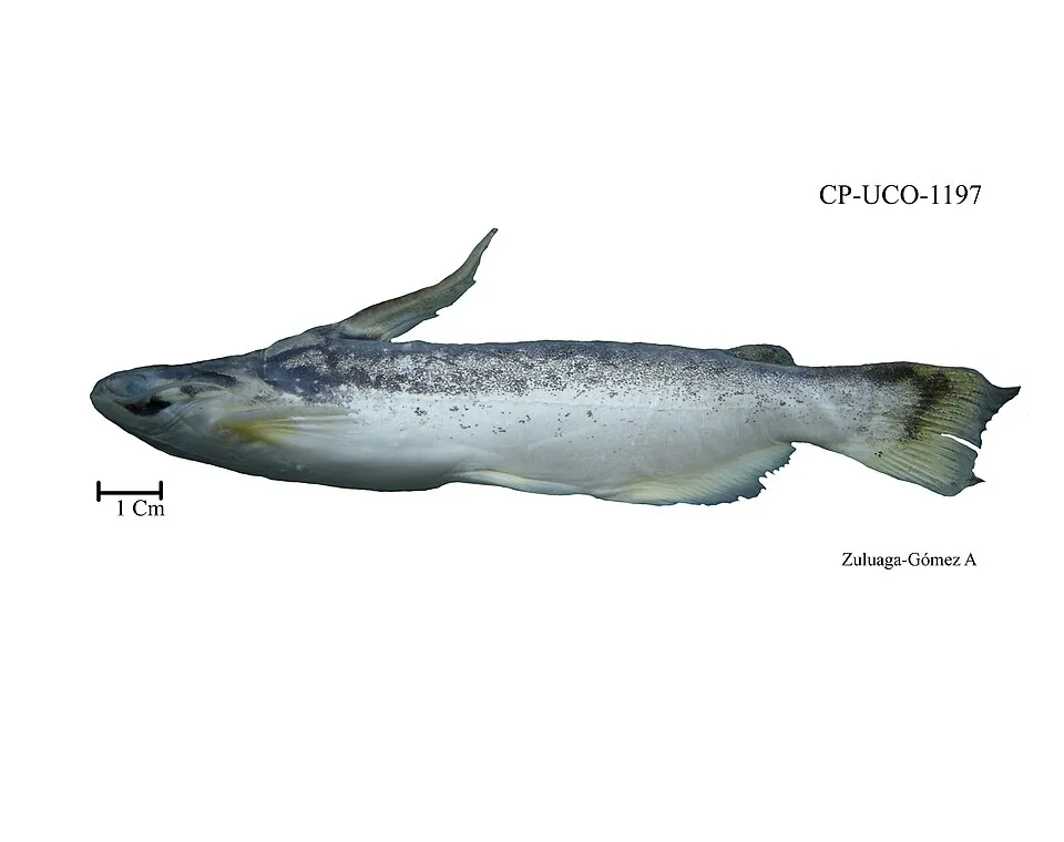 Cá mèo gỗ Flag, Trachelyopterus insignis