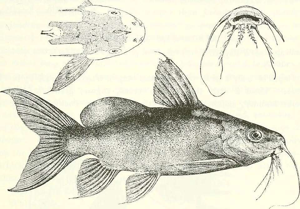 Cá nheo Synodontis frontosus, Synodontis frontosus