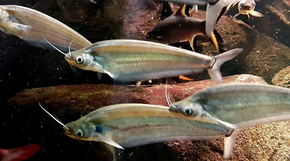 Blue sheatfish at Berlin Aquarium