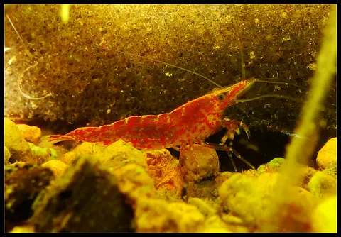 กุ้งเชอร์รี่สีแดงคลานบนพื้นกรวดในตู้