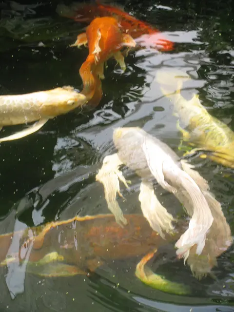 Ikan koi butterfly putih sirip panjang berenang di kolam