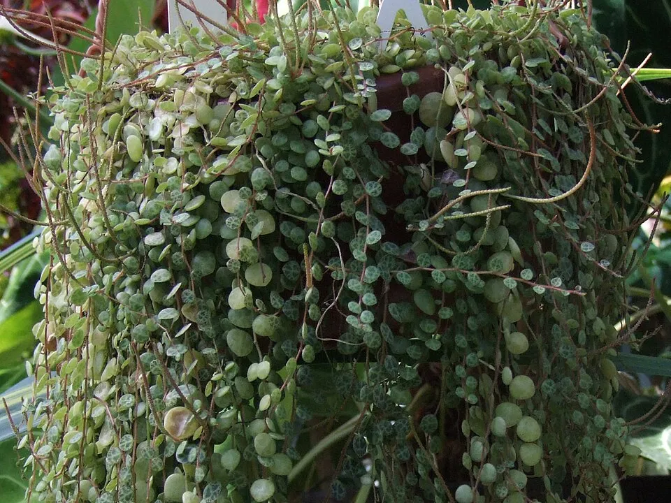 Peperomia prostrata, Peperomia prostrata