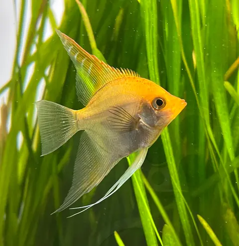 ปลาเทวดาสีเหลืองส้มว่ายท่ามกลางไม้น้ำสีเขียว