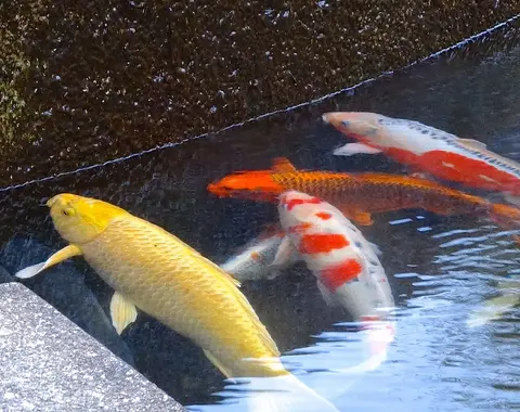 ปลาคาร์ปสีเหลืองและสีแดงขาวว่ายในบ่อที่มีขอบคอนกรีต