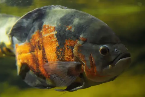 Oscar besar hitam bergaris oranye tampak dekat di akuarium