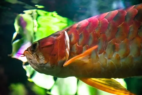 ภาพใกล้ลำตัวเกล็ดสีแดงของอะโรวาน่าซุปเปอร์เรดในตู้