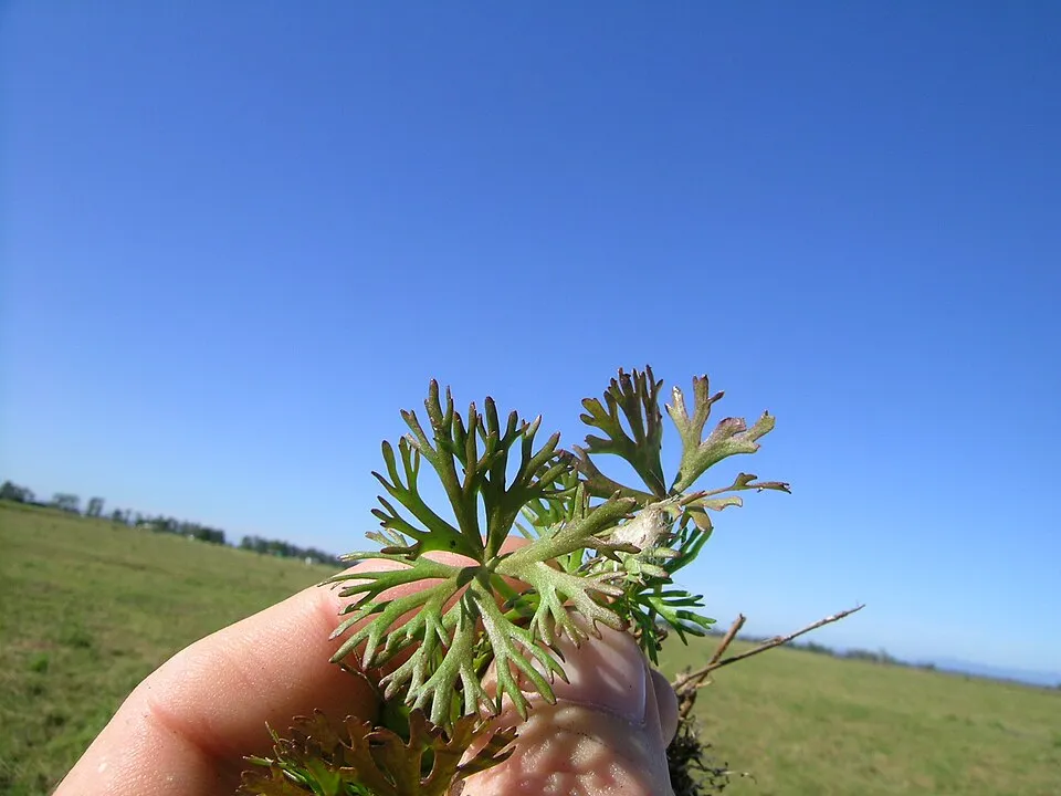 Cây mao lương thủy sinh, Ranunculus inundatus