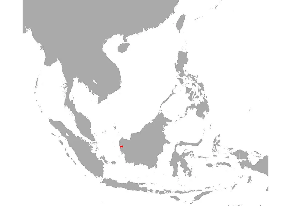 Cá paro Anjungan, Parosphromenus anjunganensis