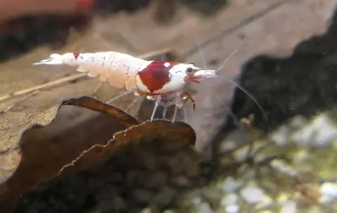กุ้งคริสตัลเรดสีขาวข้างใบไม้แห้งในตู้ไม้น้ำ