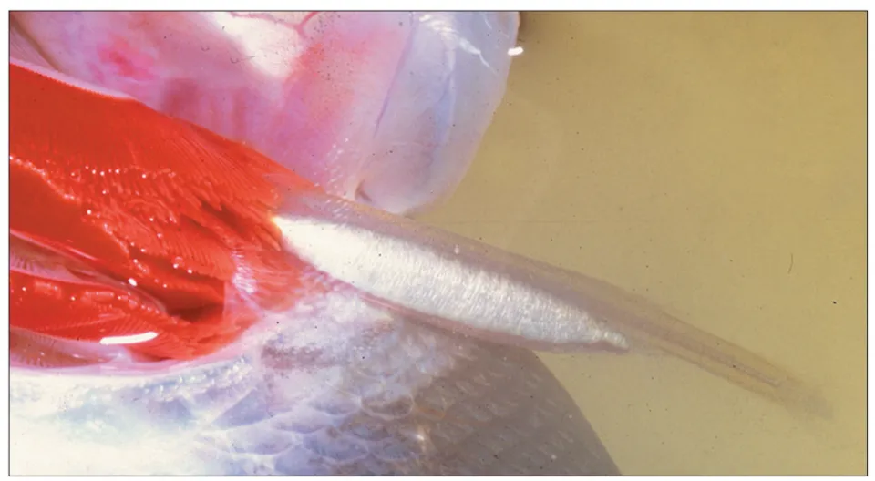 A closeup of a feeding candiru as it begins to swell with blood