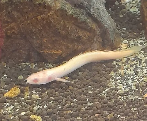 Polypterus Senegal