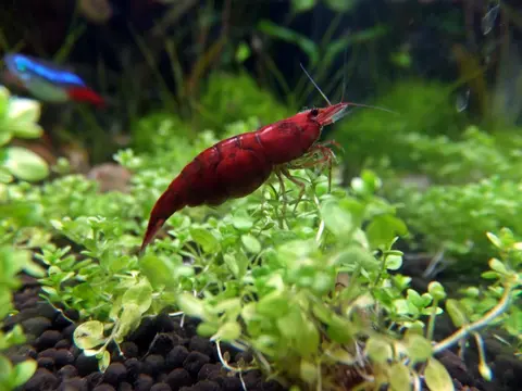 กุ้งเชอร์รี่สีแดงเข้มคลานบนพรมมอสหญ้าในตู้ไม้น้ำ