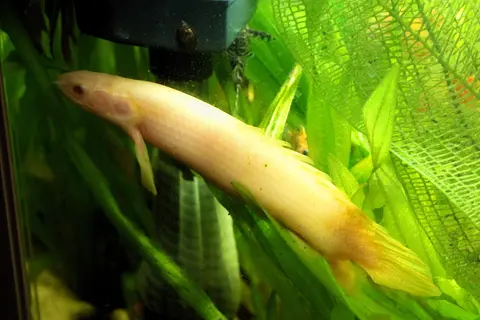 Polypterus Senegal