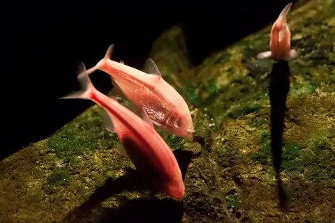 Blind Cave Tetra