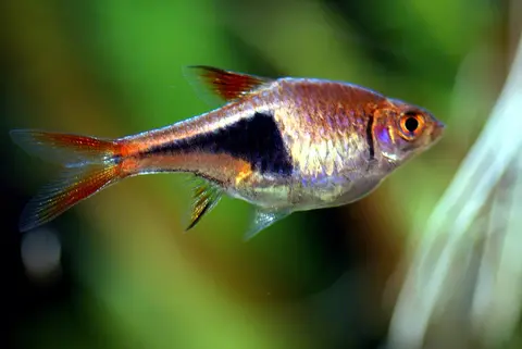 Rasbora Harlequin tampak samping, bercak hitam jelas di akuarium tanaman air