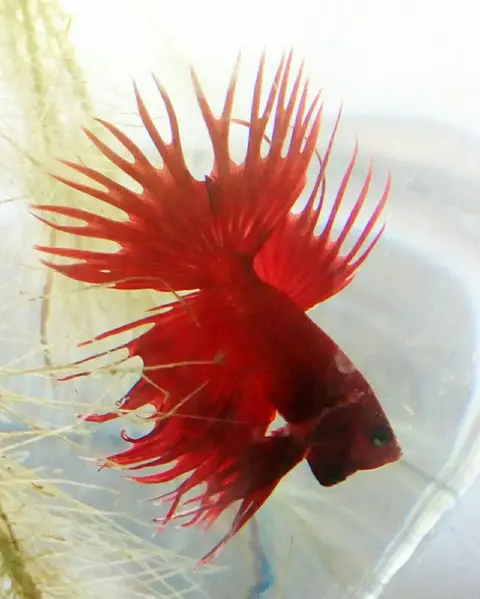 Cupang crowntail jantan merah menyala