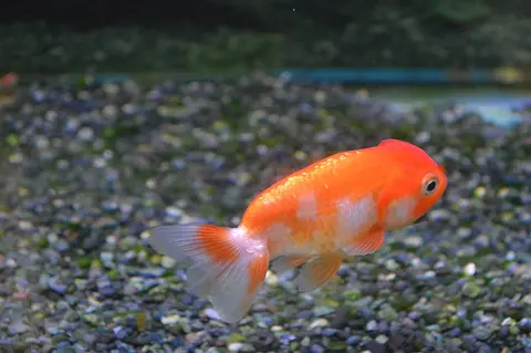Ikan mas Ranchu merah putih berenang di atas dasar kerikil dalam akuarium