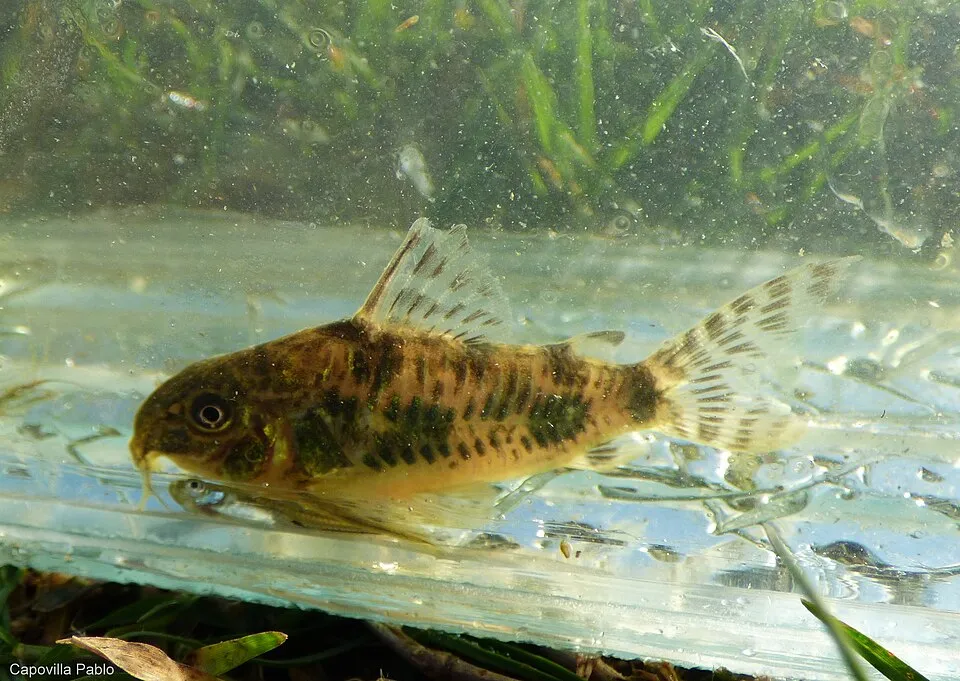 Cá chuột vây dài, Corydoras longipinnis