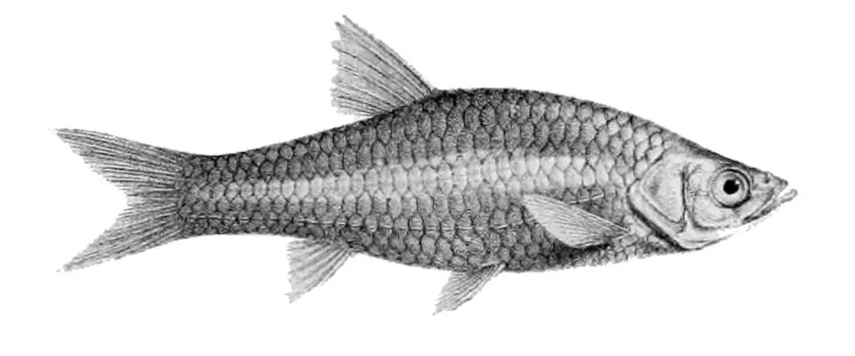 Rasbora_daniconius