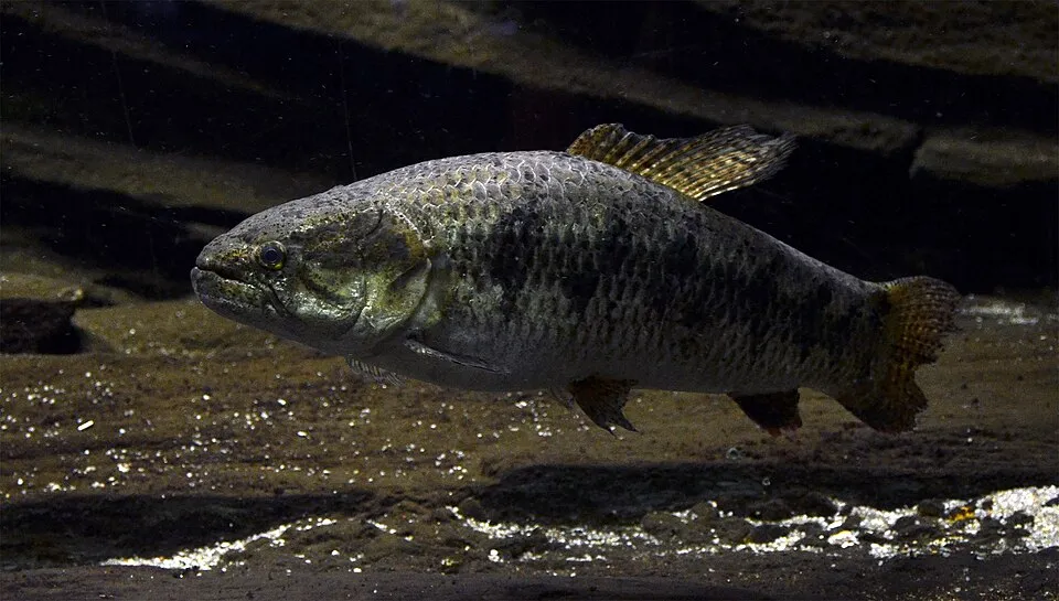 Trahira ( Hoplias malabaricus ). Aquarium tropical du Palais de la Porte Dorée, in Paris.