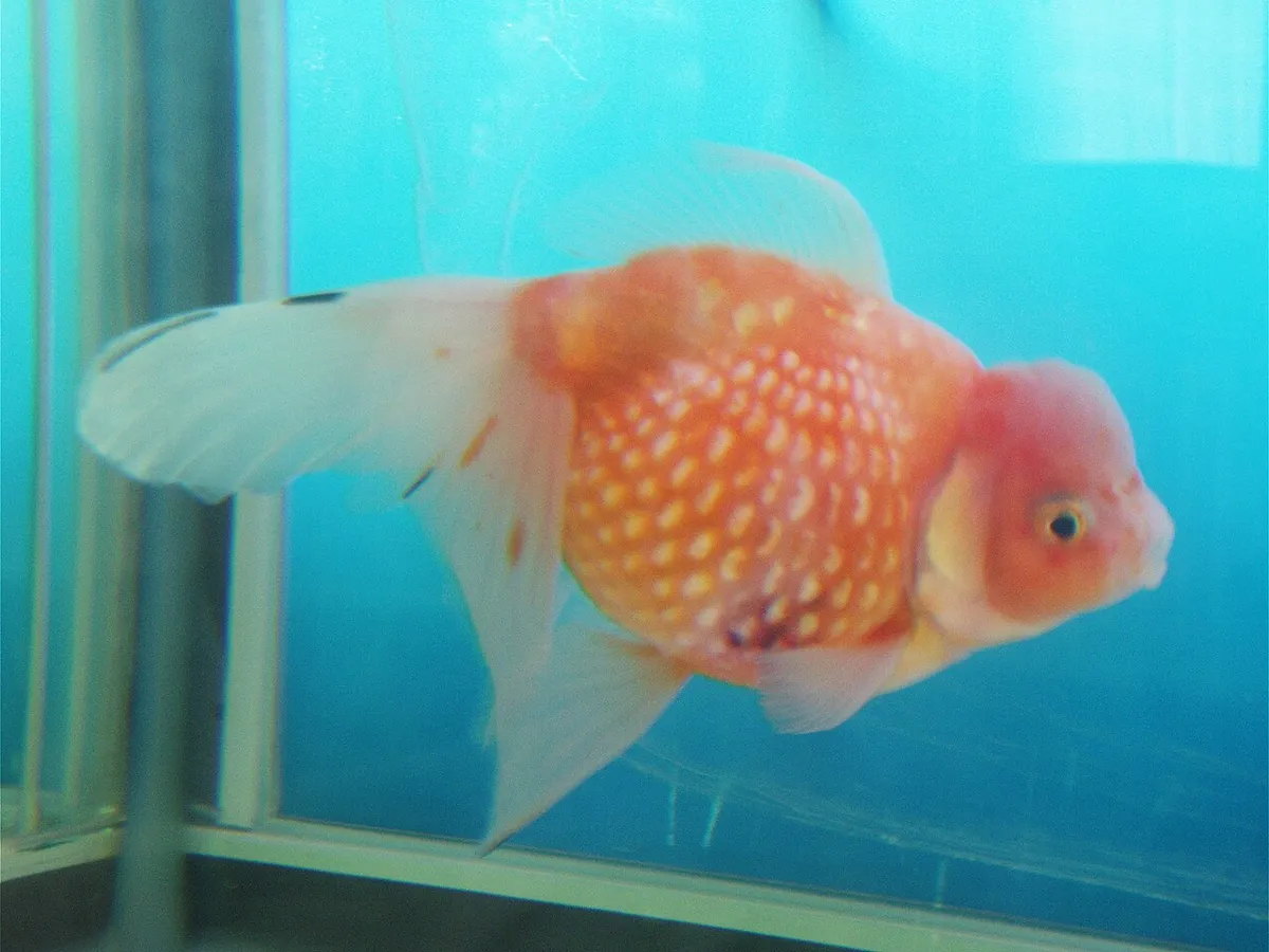 Koki Mutiara (Pearlscale Goldfish)