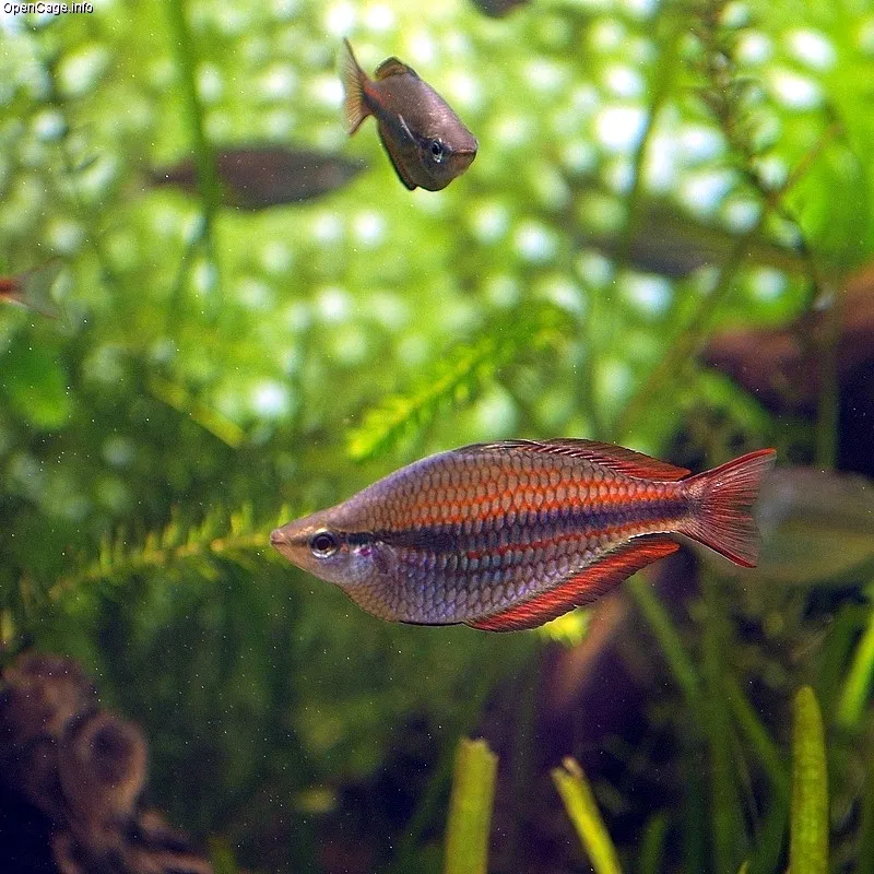 Cá cầu vồng sọc, Melanotaenia trifasciata
