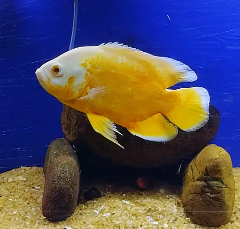 Oscar albino kuning berenang di akuarium berbatu