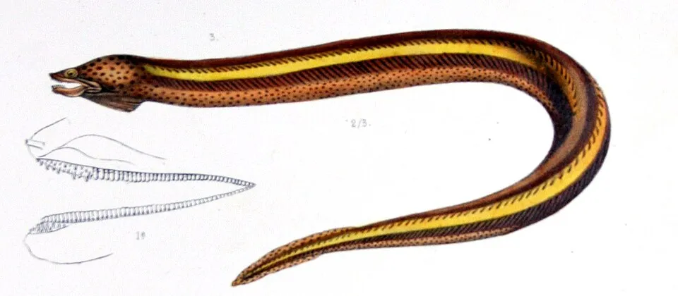Lươn đầm lầy Synbranchus marmoratus, Synbranchus marmoratus