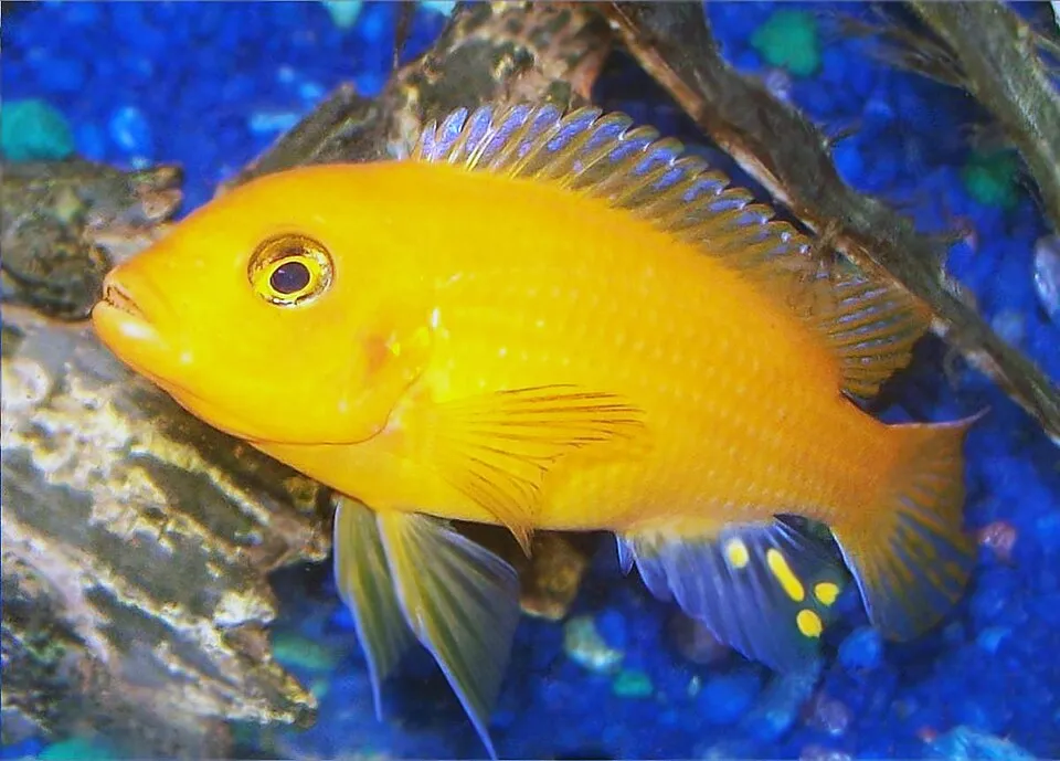 Male cichlid, most likely a Red Zebra.