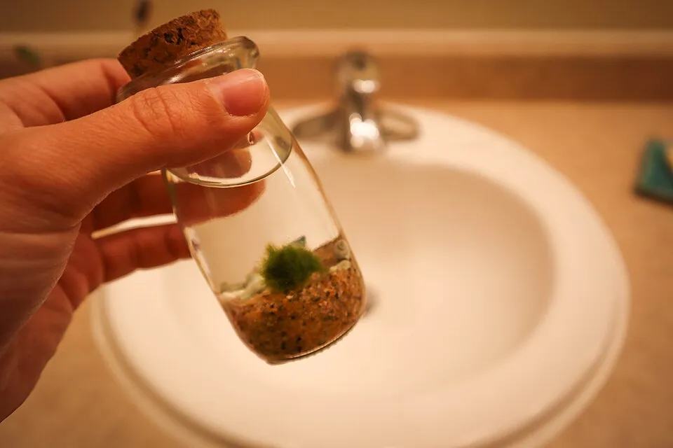 Moss balls are a filamentous algae, typically sold as a decoration or for aquariums. Zebra mussels can hitchhike on moss balls. Be a responsible pet owner, don't let it loose! Photo by: Deborah Kornbl