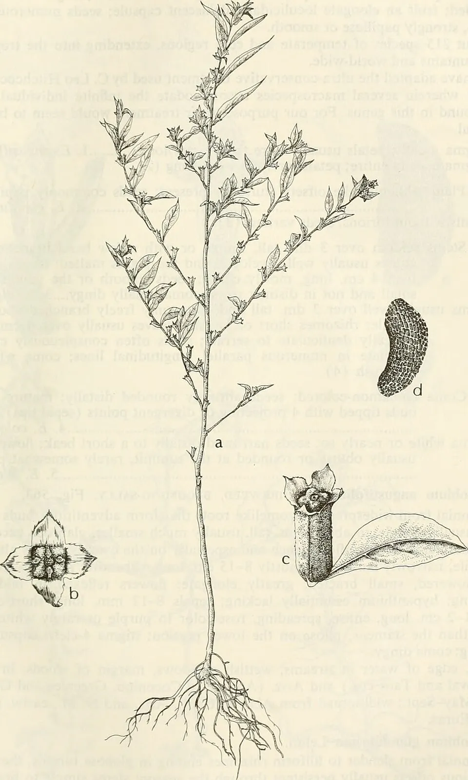 Title: Aquatic and wetland plants of southwestern United States Identifier: aquaticwetlandpl00corr (find matches) Year: 1972 (1970s) Authors: Correll, Donovan Stewart, 1908-; Correll, Helen B Subjects