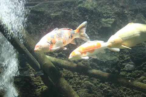 ปลาคาร์ปสีขาวส้มสามตัวว่ายในตู้กระจกที่มีไม้