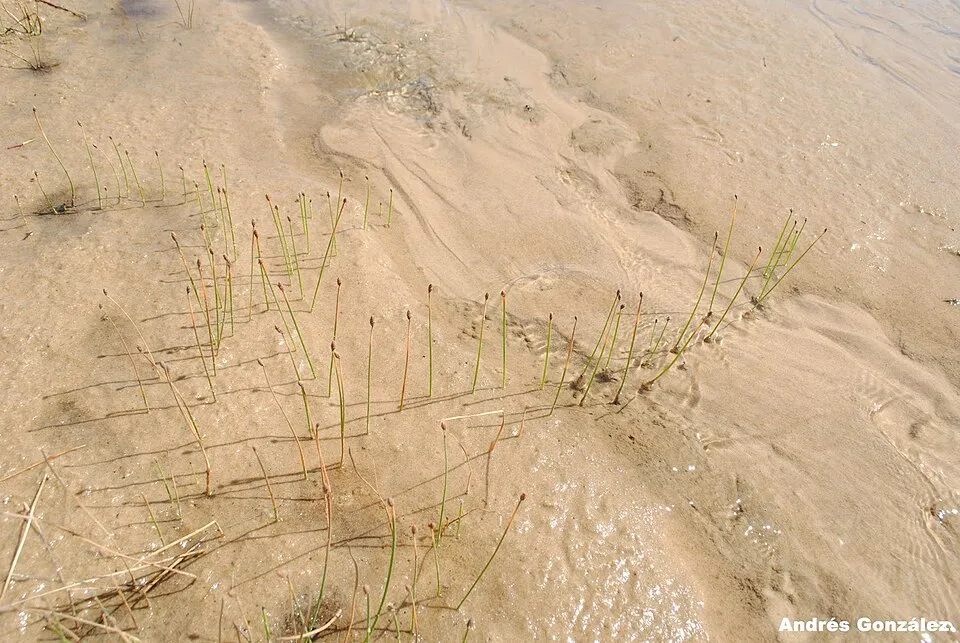 Fotos tomadas en dunas húmedas al margen del Océano Atlántico en elParque Nacional Cabo Polonio, departamento de Rocha