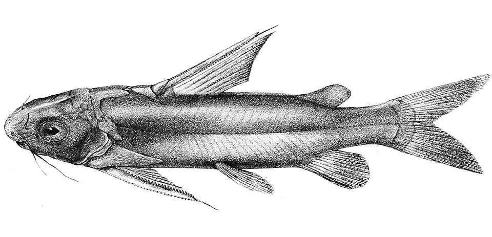Rita kuturnee syn. R. hastataThe species names / identity need verification. The original plates showed the fishes facing right and have been flipped here. Rita hastata