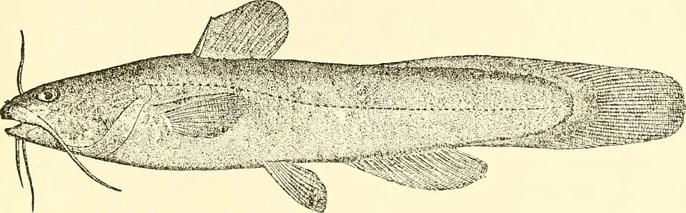 Stone Catfish (Schilbeodes insignis =Noturus insignis) Title: The complete aquarium book; the care and breeding of goldfish and tropical fishes Identifier: completeaquarium00inne (find matches) Year: 