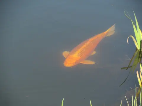 Cá koi màu cam vàng bơi trong ao có cỏ nước