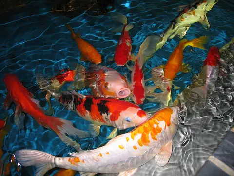 ฝูงปลาคาร์ปหลากสีในบ่อน้ำสีเขียว