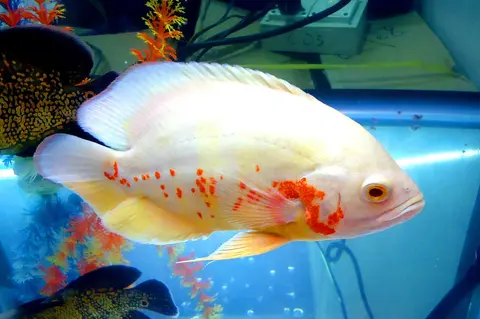 Oscar albino putih bintik merah di akuarium hias