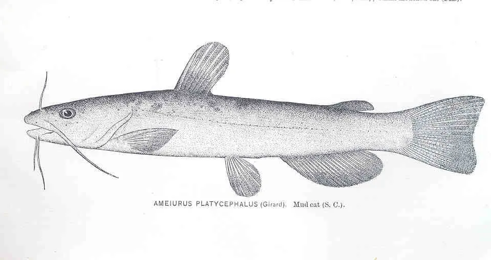 Cá nheo Mỹ đầu dẹt, Ameiurus platycephalus