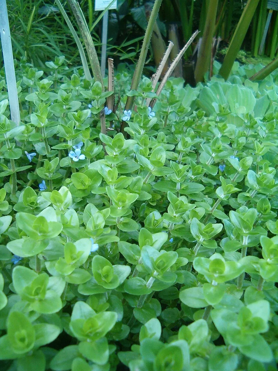 Bacopa caroliniana, Bacopa caroliniana