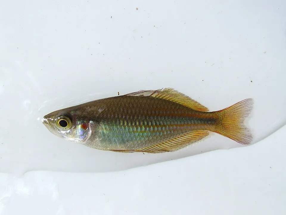 Banded Rainbowfish (Melanotaenia trifasciata)