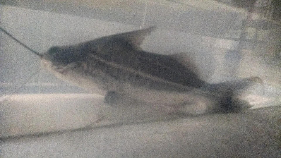 A 25cm-long pictus catfish, facing away from the camera