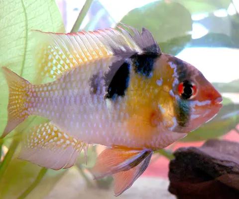 Close-up Ramirezi jantan berwarna cerah, sirip punggung hitam