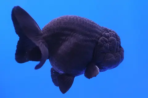Ikan mas Ranchu hitam keunguan dengan tonjolan kepala berkembang, latar biru
