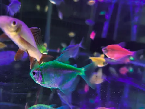Ikan GloFish tetra hijau berpendar di dalam akuarium