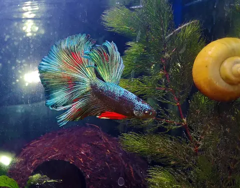 Cupang jantan berwarna biru dan merah di akuarium tanaman air dengan siput