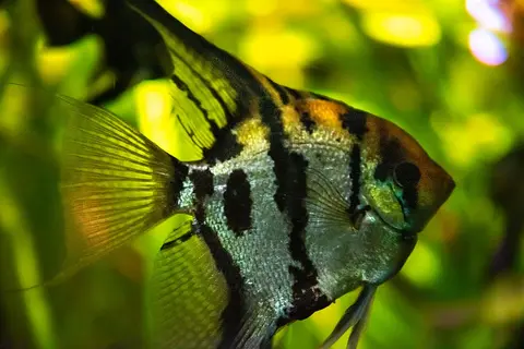 ปลาเทวดาลายดำครีบสีส้มภาพใกล้ในตู้ไม้น้ำ